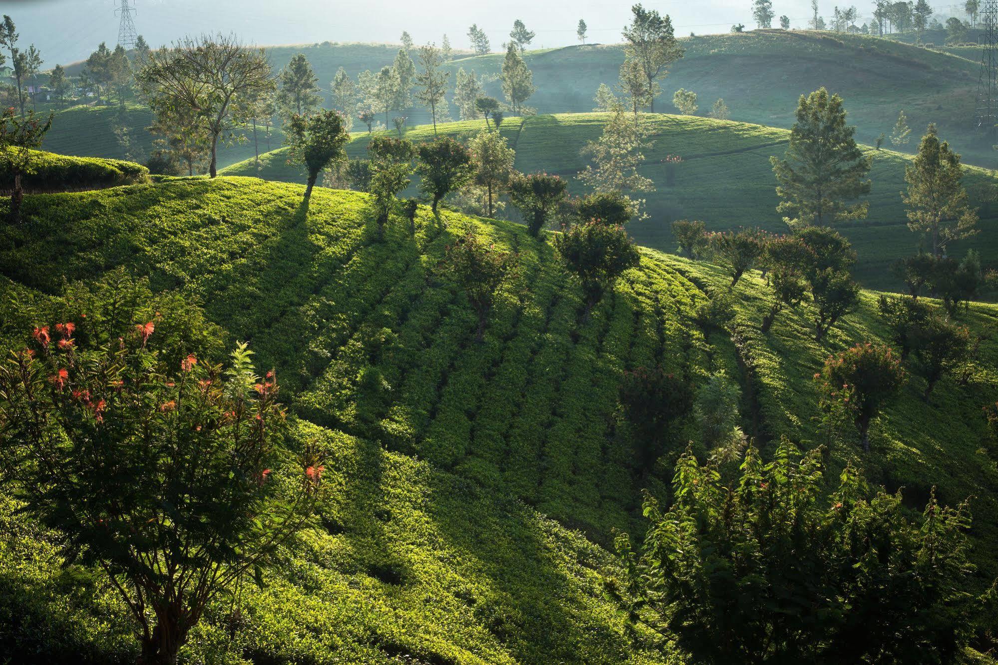 Ceylon Tea Trails Hotel Norwood Esterno foto