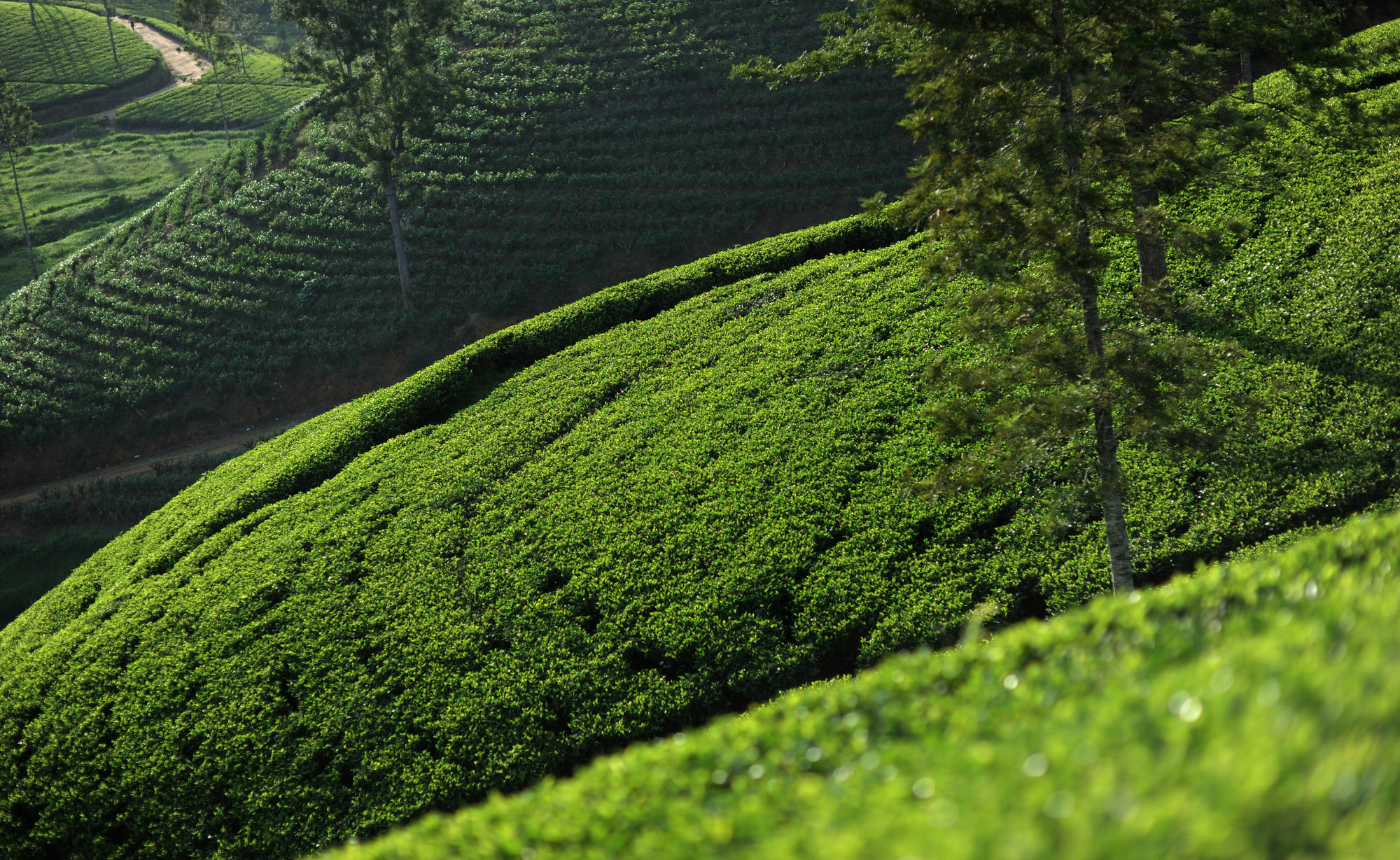 Ceylon Tea Trails Hotel Norwood Esterno foto